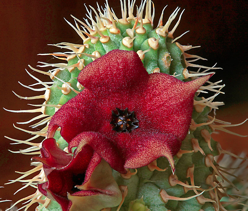 Hoodia pilifera x gordonii